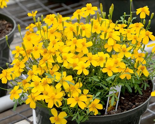 How to Grow a Mexican Herb Garden 2