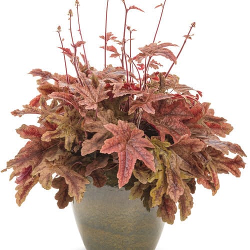Amazing Different Types of Heucheras