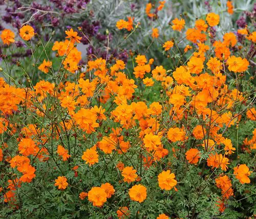 Orange Cosmos