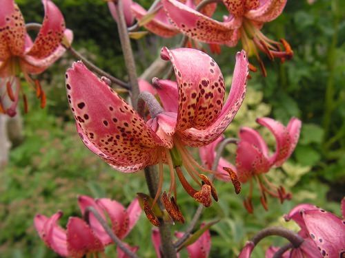 Best Types of Lilies 11