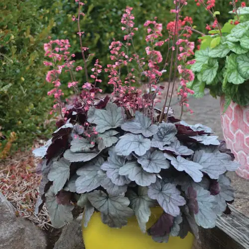 top Different Types of Heucheras