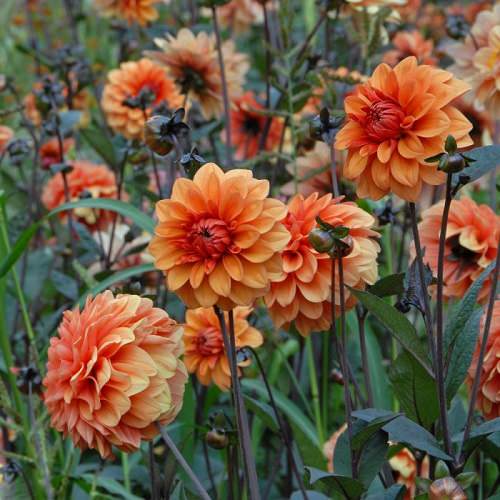 Types of Orange Flowers - Orange Dahlia