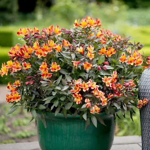 Types of Orange Flowers - Peruvian Lily