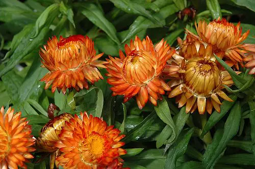 Orange Strawflower