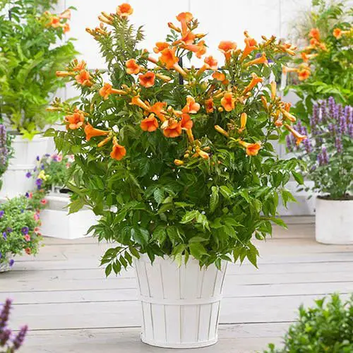 Types of Orange Flowers - Trumpet Honeysuckle