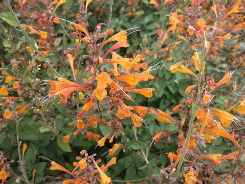 Hummingbird Hyssop