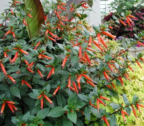 Cigar Plant