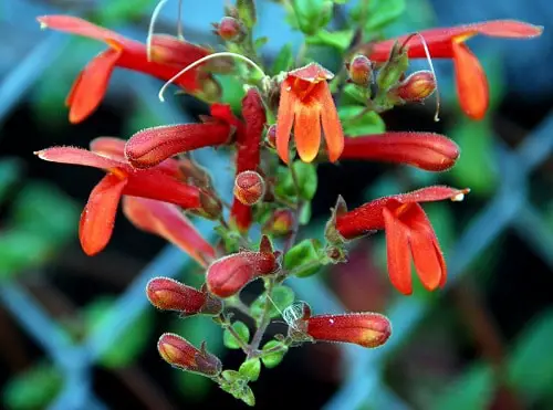 Types of Orange Flowers - Climbing Penstemon