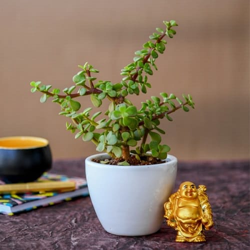 Best Plants for Gym 2