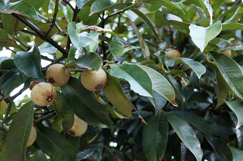 How to Grow Mangosteen Tree 2