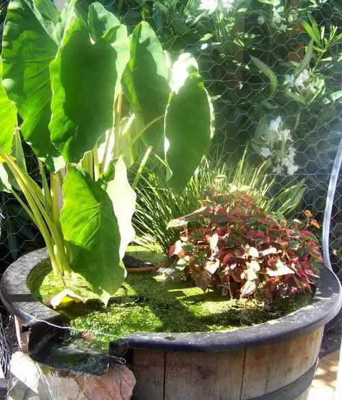 Herbs and Vegetables You can Grow in Container Water Garden 2