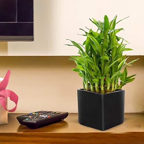 Benefits of Lucky Bamboo Plant 2