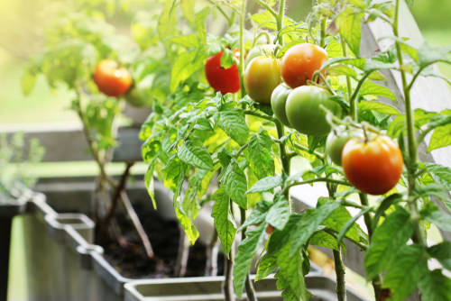 How to Start a Balcony Vegetable Garden 5