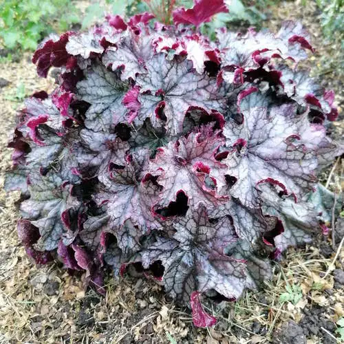 beautiful Best Heuchera Varieties