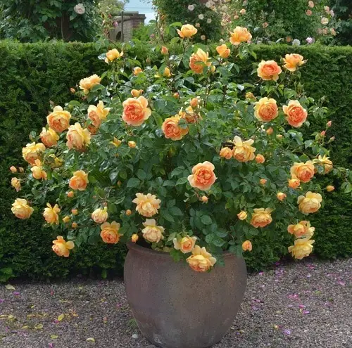 Rose - Orange Flowers