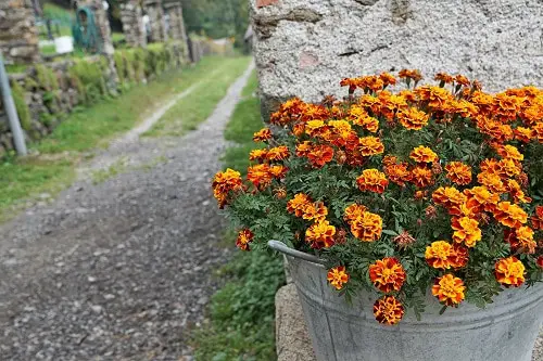 Types of Orange Flowers - Marigold