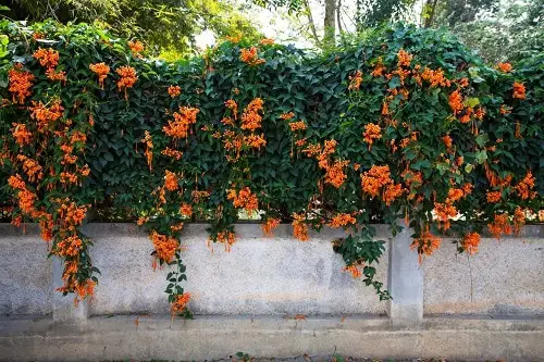 Orange Trumpet Vine