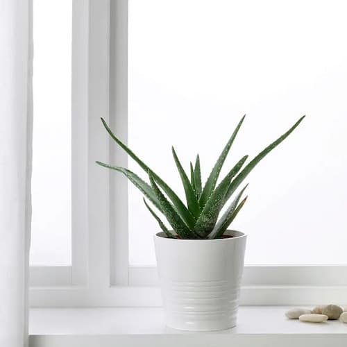 Best Plants for Gym 3