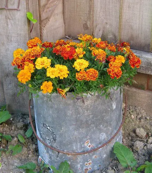 Best and Worst Child-Friendly Plants 13