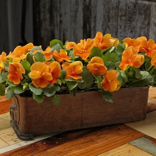 Orange Pansy