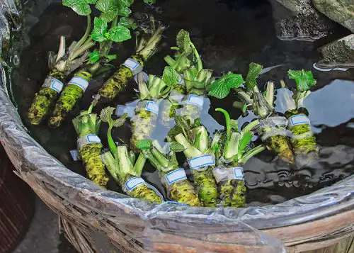 Herbs and Vegetables Perfect for Container Water Gardens 4