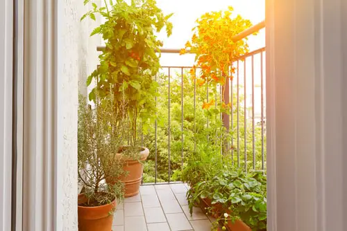 How to Care for Balcony Vegetables?