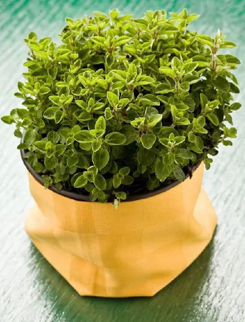 How to Grow French Herb Garden 3
