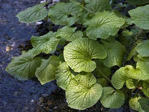 Herbs that Grow Without Sunlight in garden 