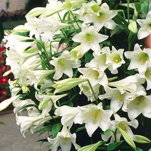 Best Types of Lilies 18