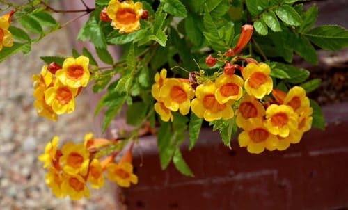 Orange Bells - Orange Flowers