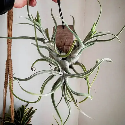 Air Plants hanging
