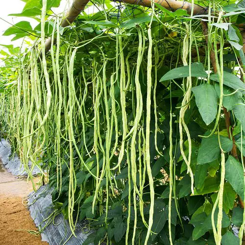 Best African Vegetables 3