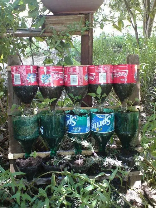 Growing Herbs in Plastic Bottles 3