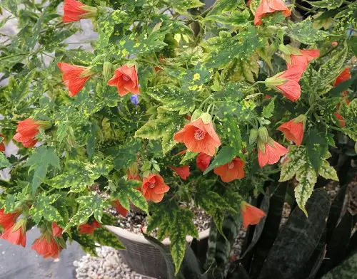 Types of Orange Flowers - Painted Abutilon