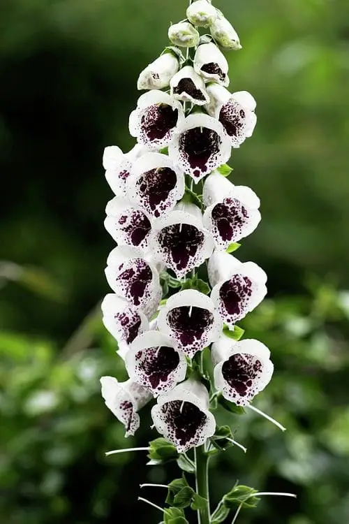 Gorgeous Blossoms with White Bells