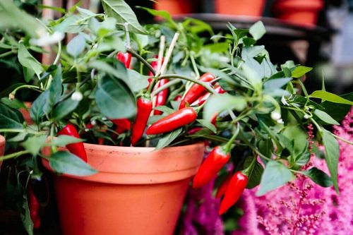 Basil Companion Plants 3