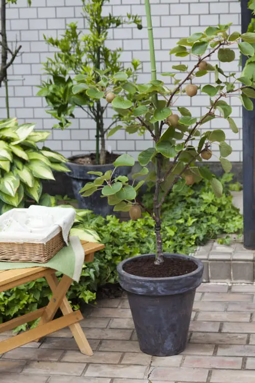 How To Grow Kiwi In a Pot