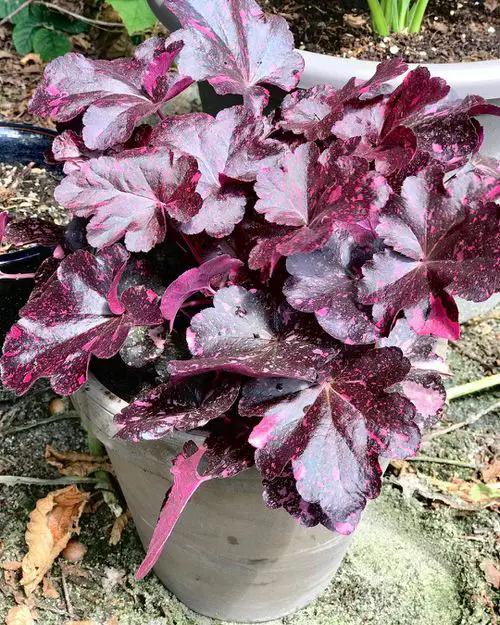 Amazing Heuchera Varieties