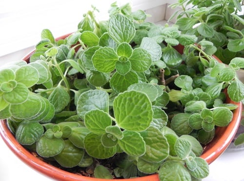How to Grow a Mexican Herb Garden 4