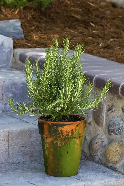 How to Grow French Herb Garden 4