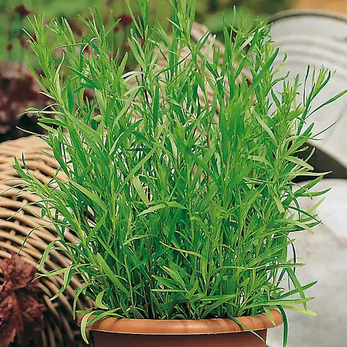 Herbs that Grow Without Sunlight 4
