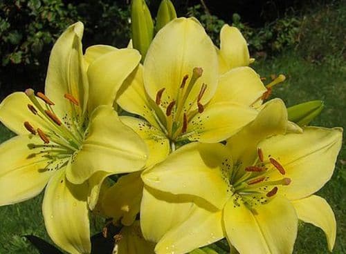 Best Types of Lilies 3