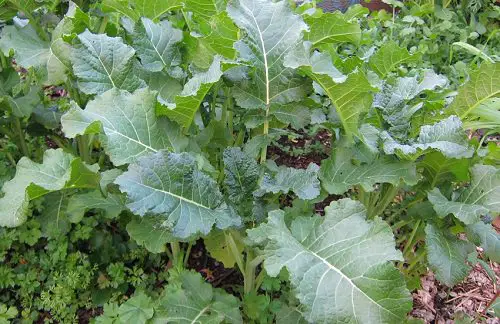Best African Vegetables 4