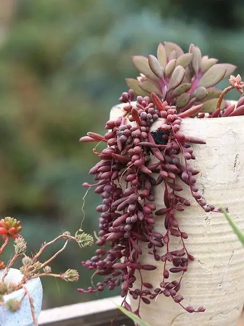 Best Senecio Varieties 4