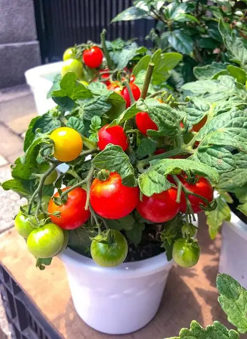 Basil Companion Plants 4