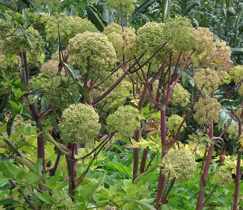 Herbs that Grow Without Sunlight in garden 78