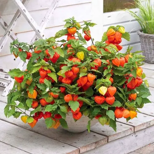 Chinese Lantern Plant - Orange Flowers