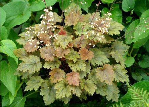top Best Heuchera Varieties