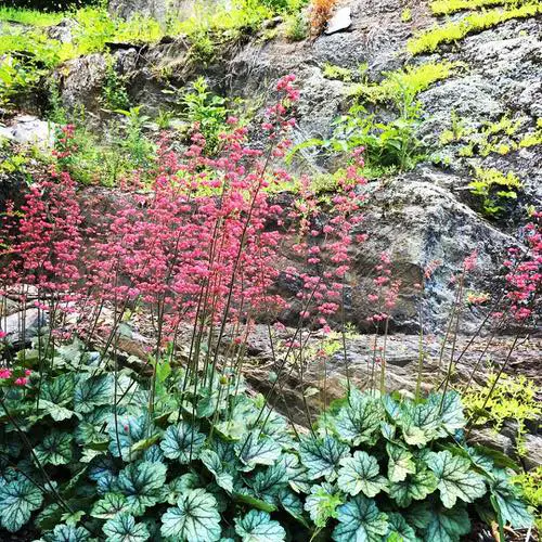 top best Heuchera Varieties
