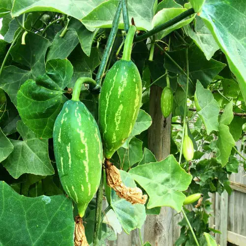 beautiful Vegetables That Look Like Cucumbers